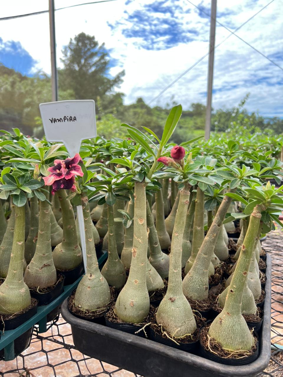 Rosa do Deserto - VAMPIRA - Gm Rosa Do Deserto