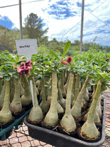 Rosa do Deserto - VAMPIRA - Gm Rosa Do Deserto