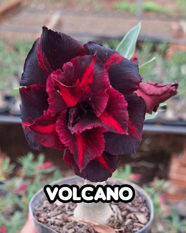 Rosa do Deserto - VOLCANO - Gm Rosa Do Deserto