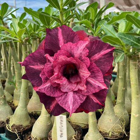 Rosa do Deserto - WANDINHA - Gm Rosa Do Deserto