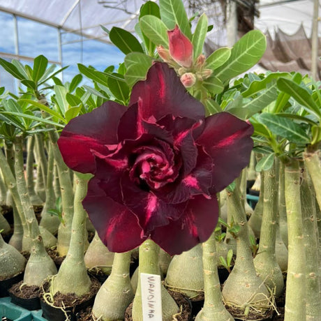 Rosa do Deserto - WANDINHA - Gm Rosa Do Deserto