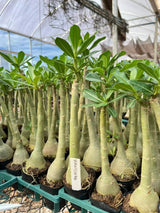 Rosa do Deserto - WANDINHA - Gm Rosa Do Deserto