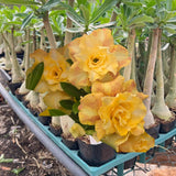 Rosa do Deserto - ZAAD - Gm Rosa Do Deserto