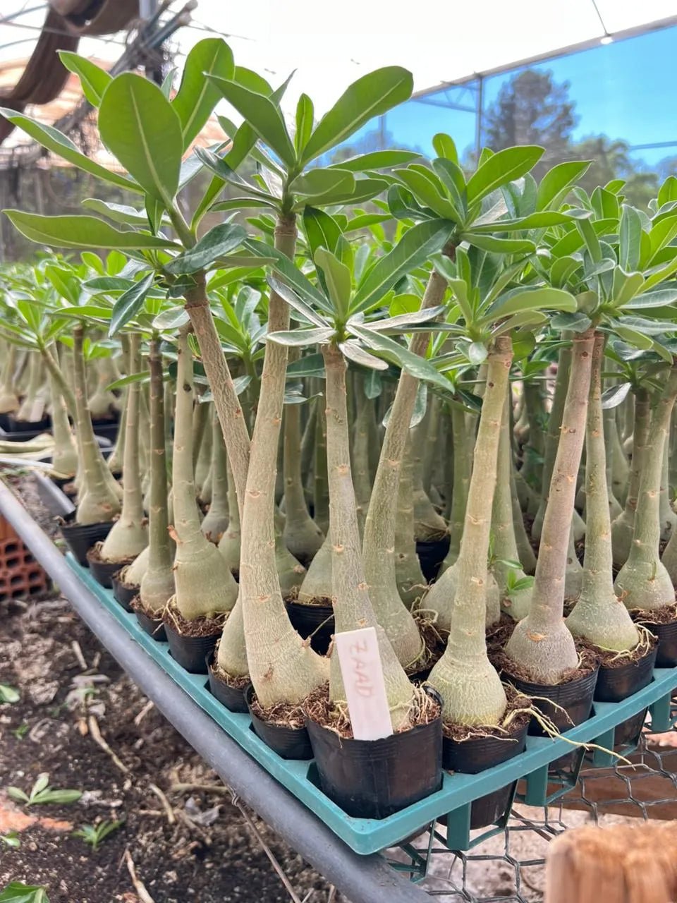 Rosa do Deserto - ZAAD - Gm Rosa Do Deserto