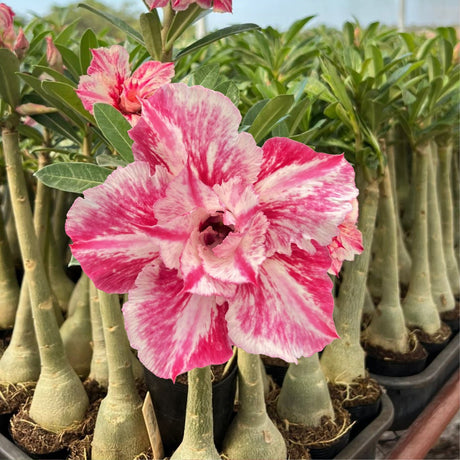 Rosa do Deserto - ZAYA - Gm Rosa Do Deserto